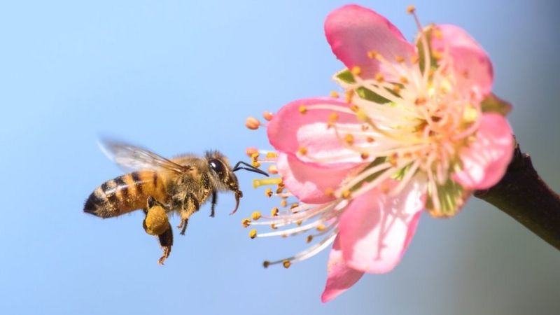 Colmenas robotizadas en Israel para preservar a las abejas – DW – 19/05/2022