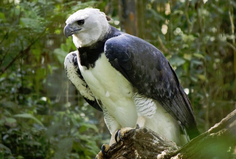 Águila harpía se mostrará al público en Parque Histórico de Guayaquil |  Comunidad | Guayaquil | El Universo