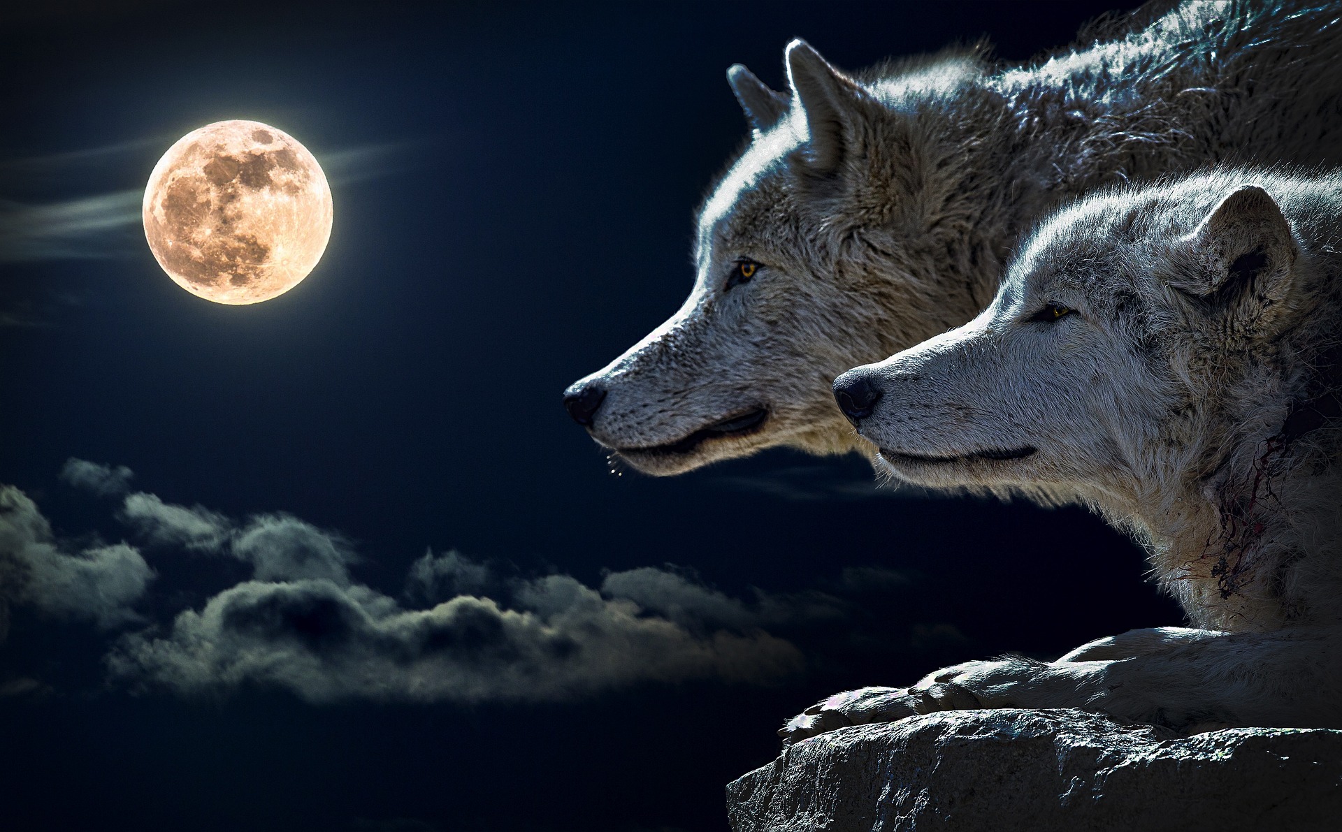 Luna de Lobo: Cuándo es y cómo ver la luna llena de enero del 2023 |  Internacional | Noticias | El Universo