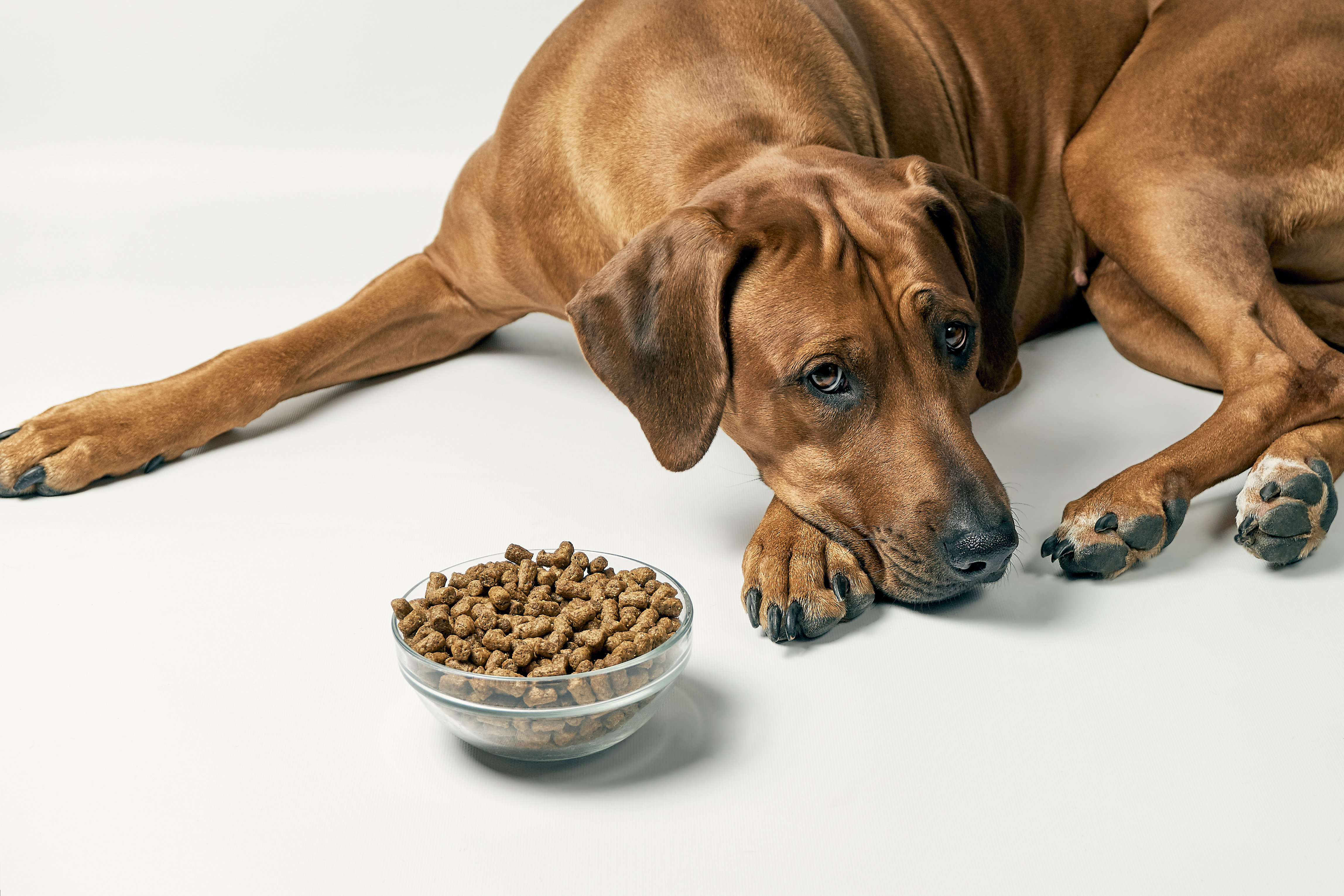 Mi perro no quiere comer': cinco motivos por que tu rechaza la comida | Sociedad | La Revista | El Universo