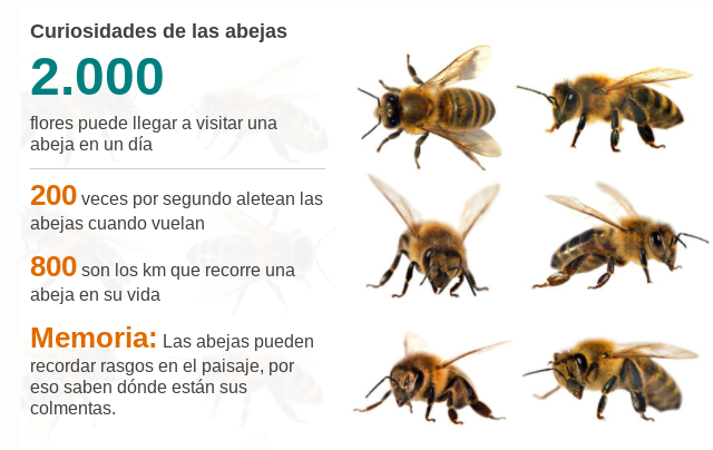 Cambio climático: ¿por qué sería una catástrofe que desaparecieran las  abejas y qué puedes hacer tú para evitarlo? | Ecología | La Revista | El  Universo