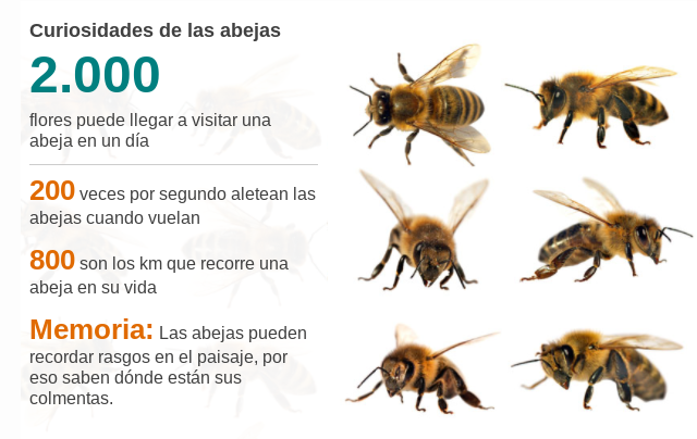 Los enjambres de abejas podrían llegar a modificar el clima