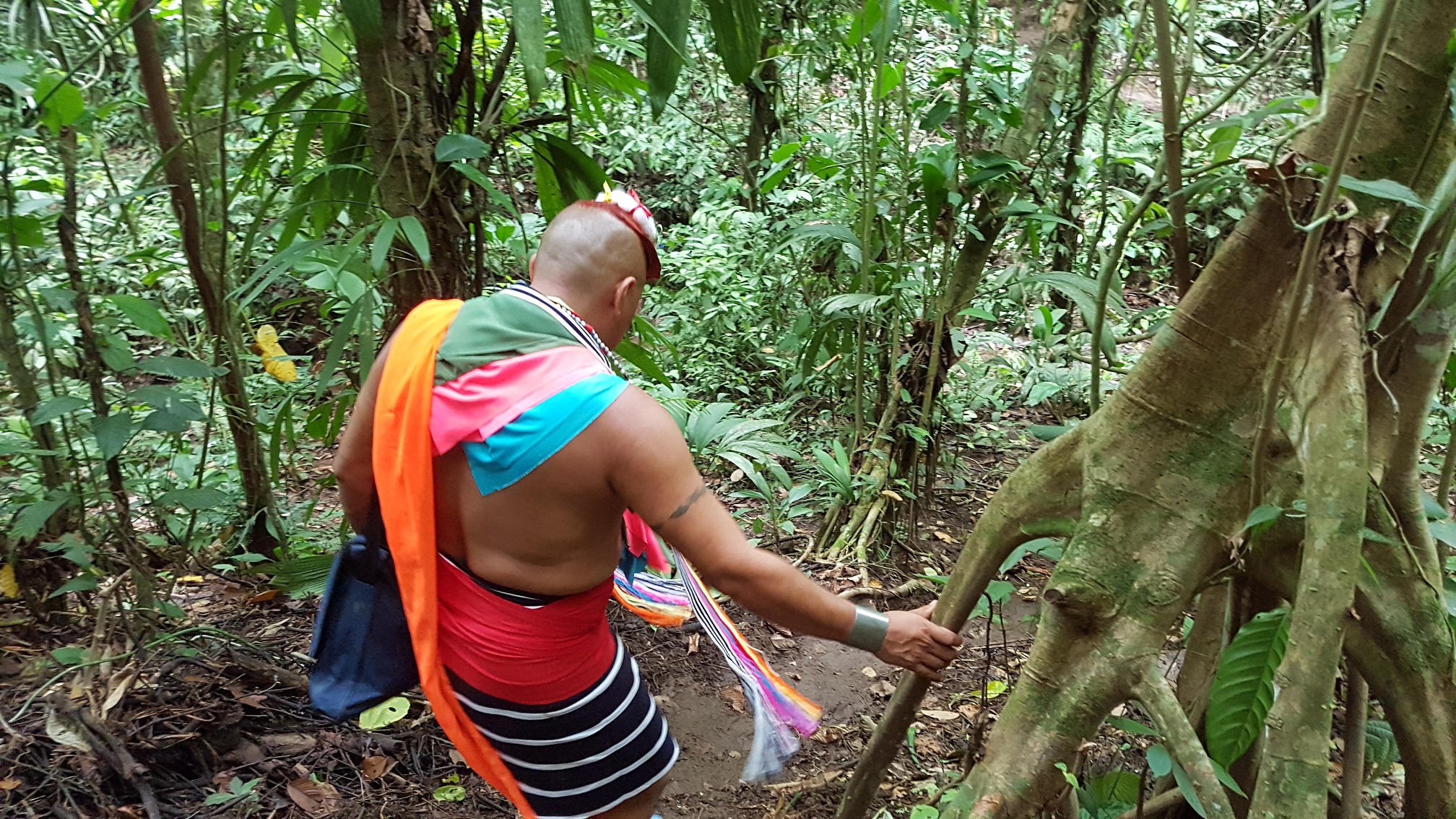 Árboles nativos de los tsáchilas se enseñan a turistas | Intercultural |  Noticias | El Universo