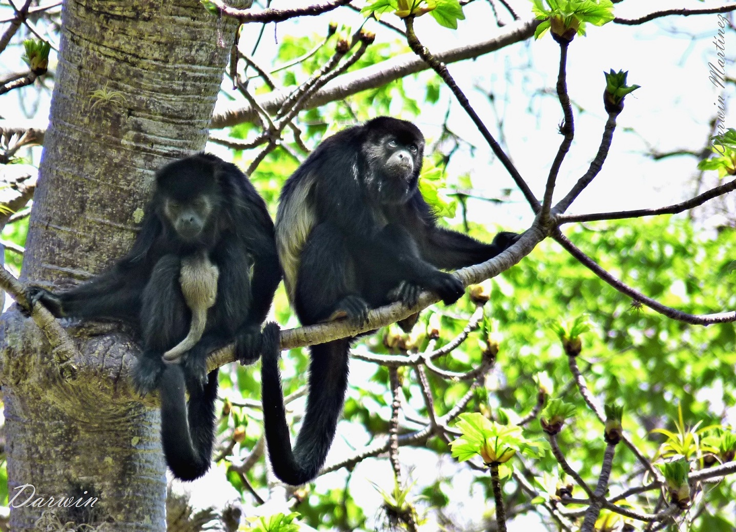 Encuentran dos monos aulladores blancos con leucismo, una muestra de la  fauna silvestre aislada que sobrevive en el Bosque Protector Cerro Blanco, Ecología, La Revista