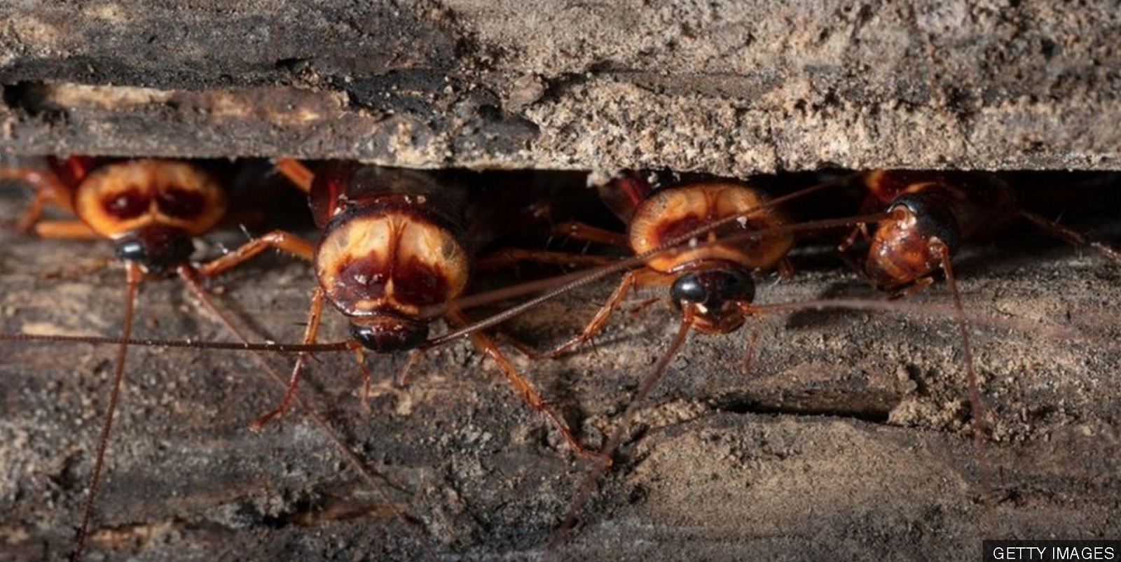 Por qué hay cada vez más cucarachas y moscas al tiempo que se extinguen las mariposas y las abejas