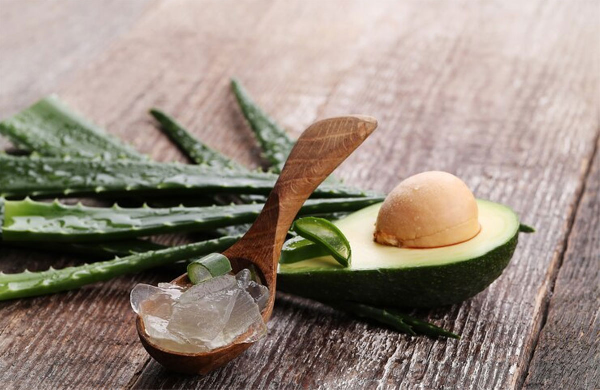where can i buy aloe vera plant Cactus Aloe Vera Plant