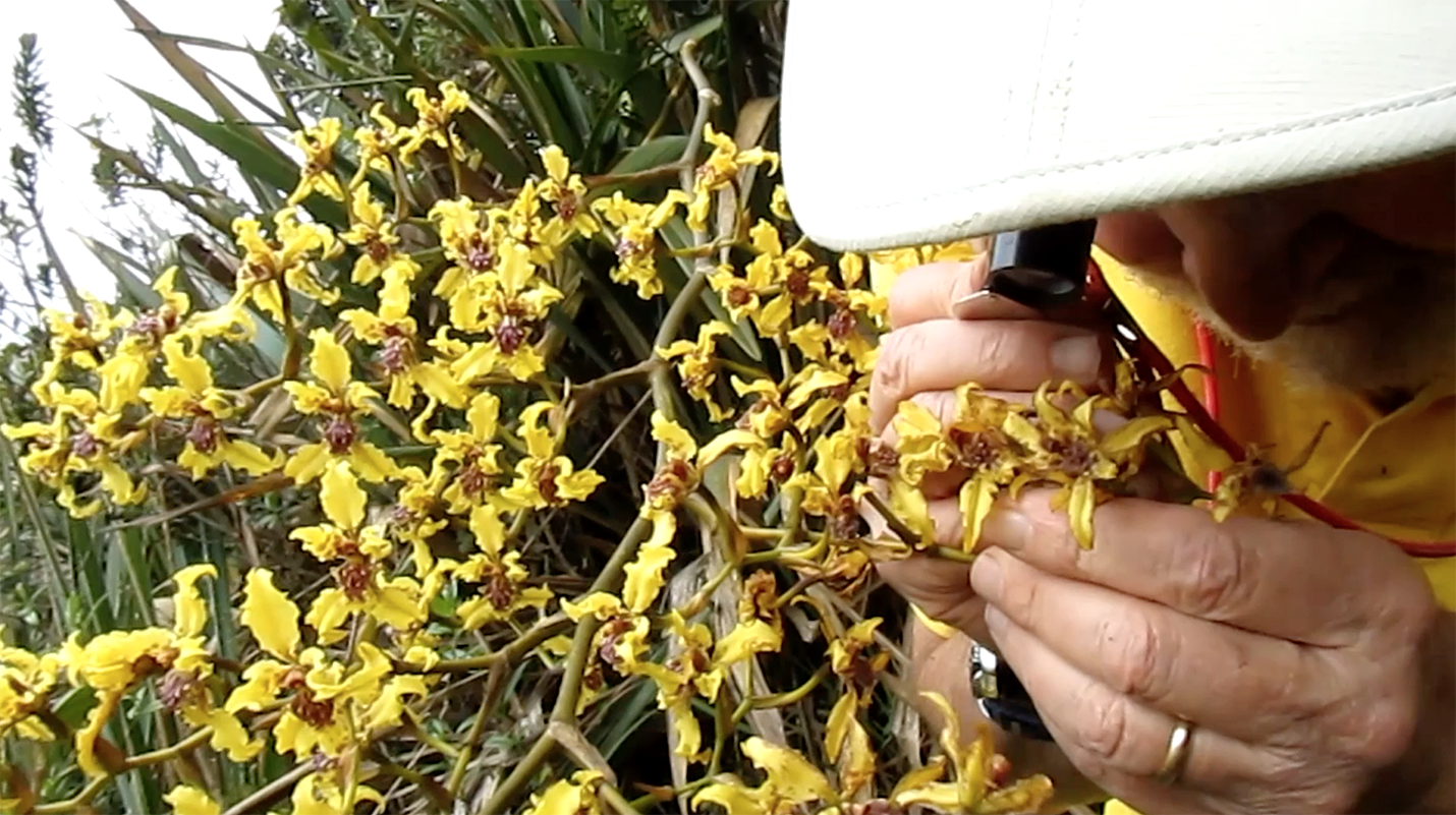 Cita de orquídeas en Guayaquil fomenta el turismo por Ecuador