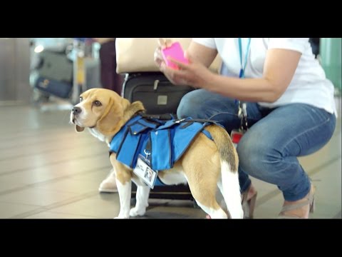Un beagle entrega objetos perdidos en aeropuerto de Amsterdam