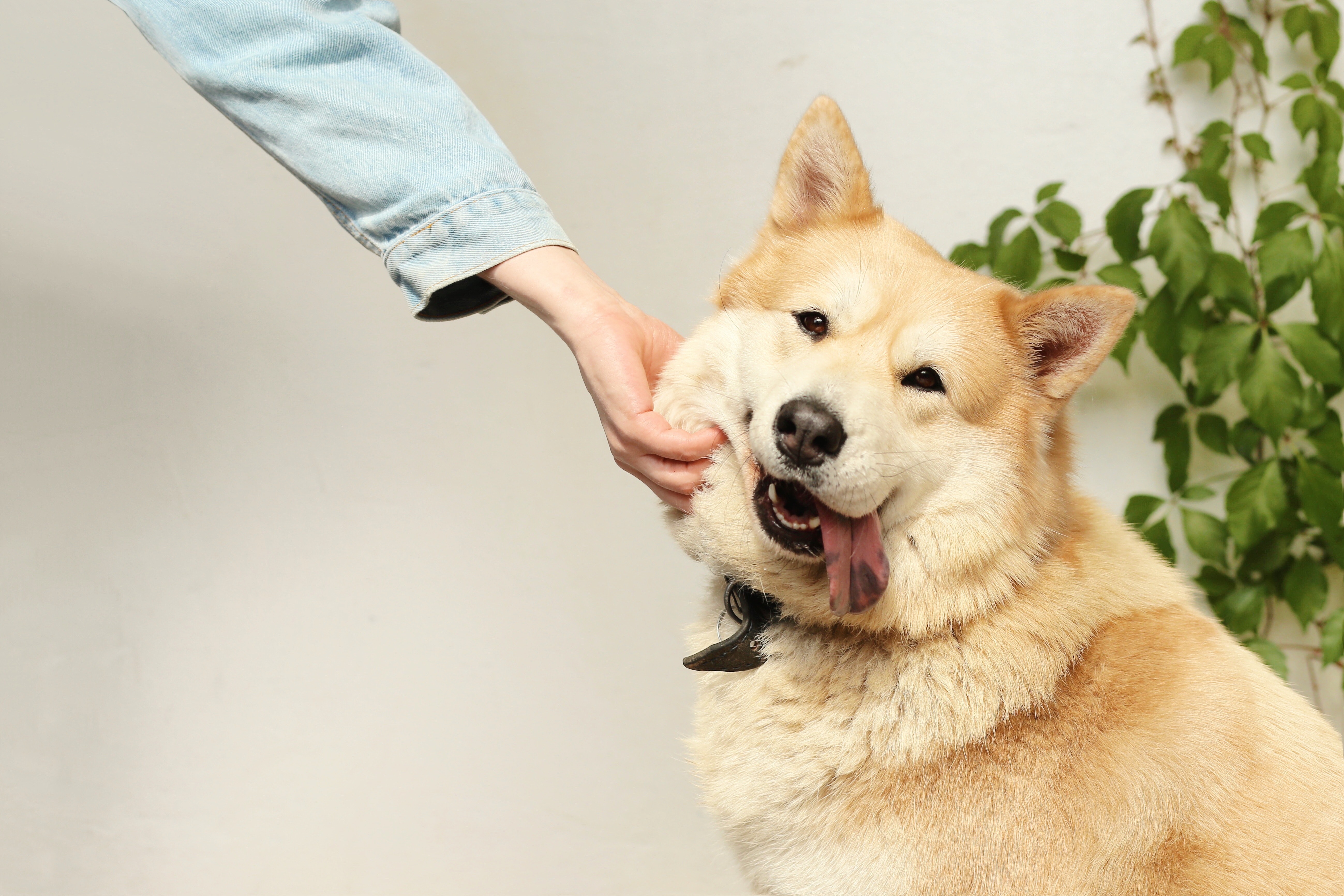 Fuera de servicio capturar Perseguir Siete razas de perros asiáticos populares | Gente | Entretenimiento | El  Universo