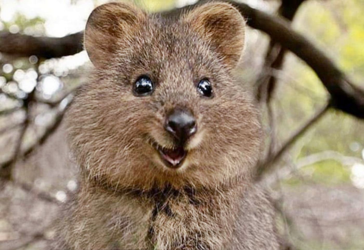 Quokka, el animal más feliz del mundo, está en peligro de extinción 