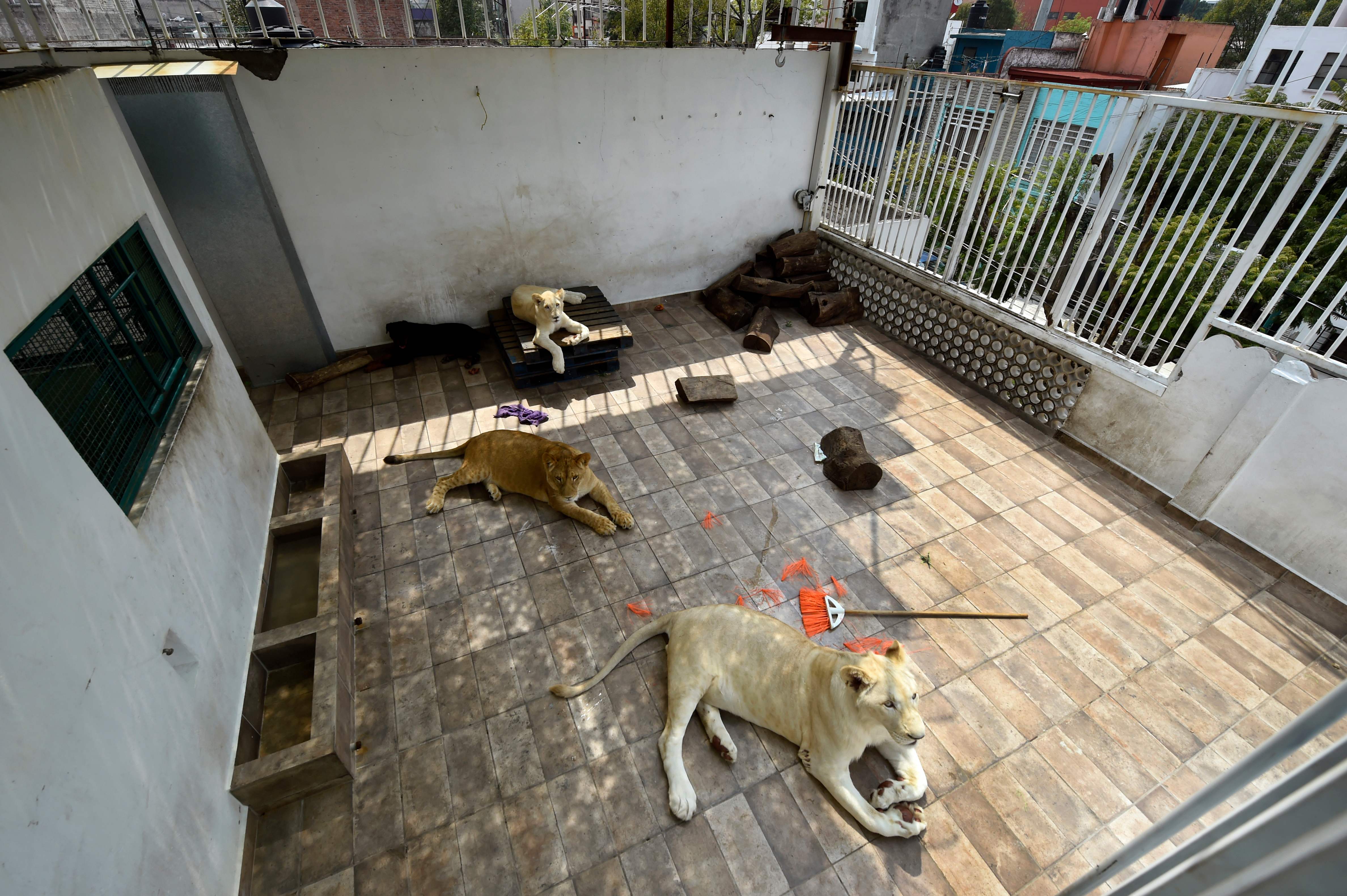 México: Un hombre tiene tres leones africanos viviendo en la terraza de su  casa | Internacional | Noticias | El Universo