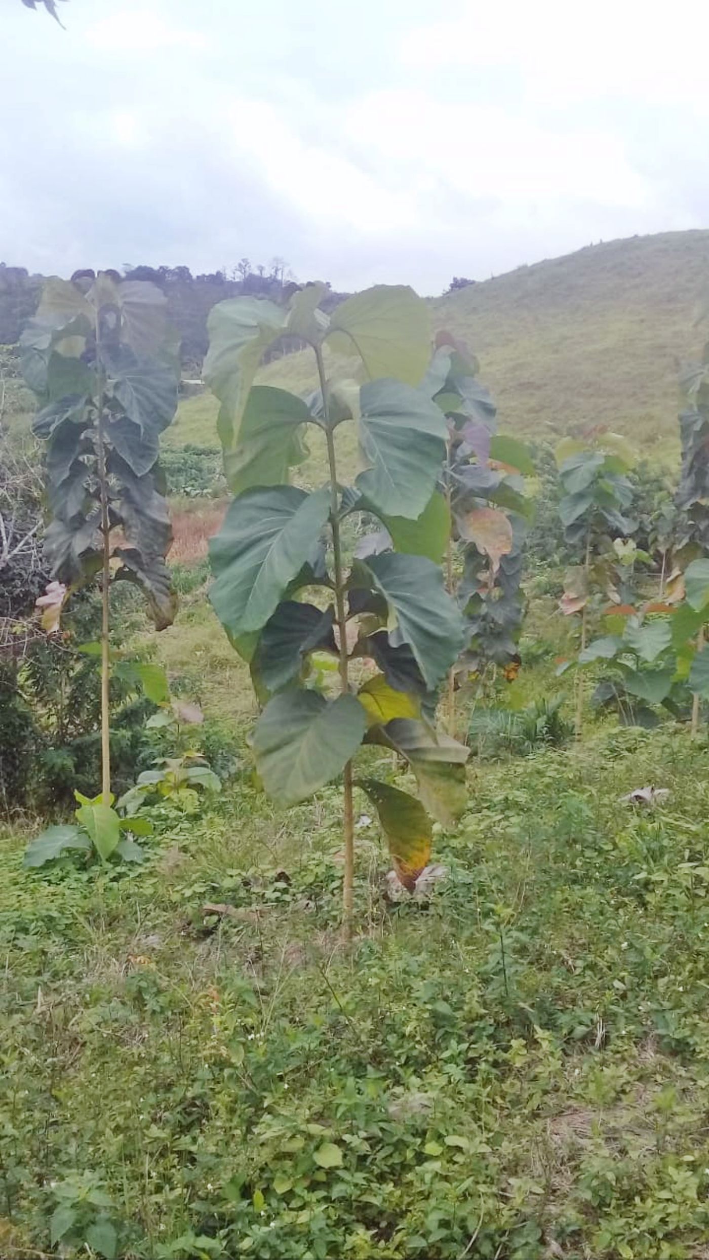 Ecuador es el país con la mayor tasa de deforestación de Latinoamérica en  comparación con su tamaño, incluso más que Brasil | Informes | Noticias |  El Universo