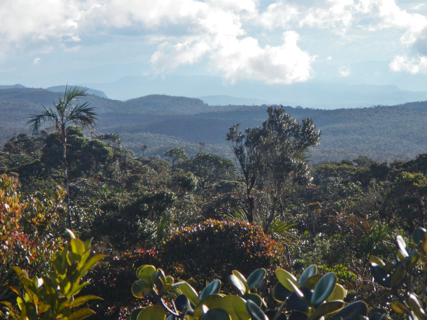 Ecuador es el país con la mayor tasa de deforestación de Latinoamérica en  comparación con su tamaño, incluso más que Brasil | Informes | Noticias |  El Universo