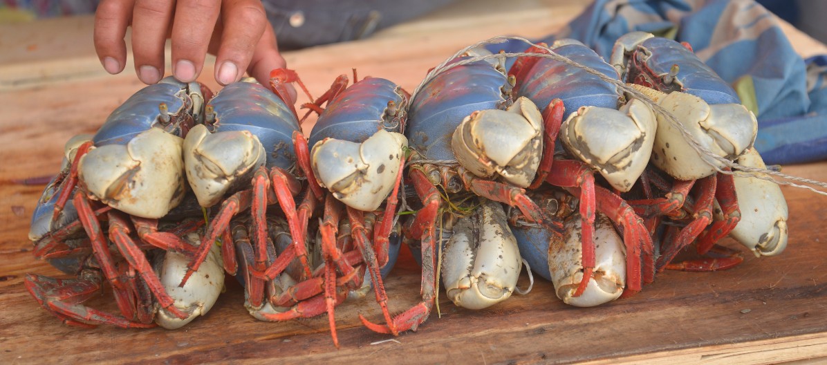 Calendario de veda de peces y crustáceos en Ecuador durante el 2021 |  Ecuador | Noticias | El Universo