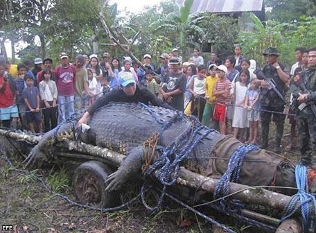 El cocodrilo gigante capturado en Filipinas se niega a alimentarse |  Ecología | La Revista | El Universo