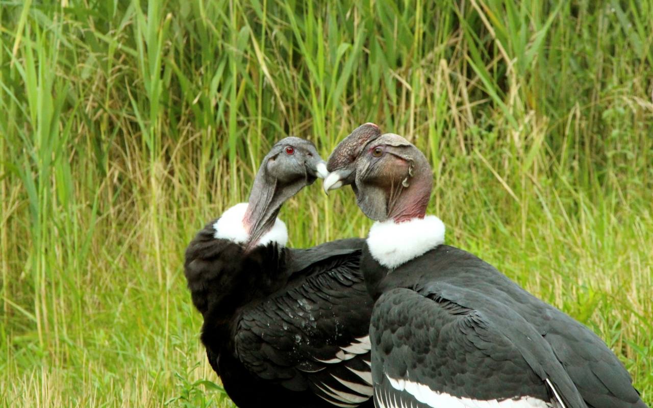 Estos son 10 de los animales que están en peligro de extinción en