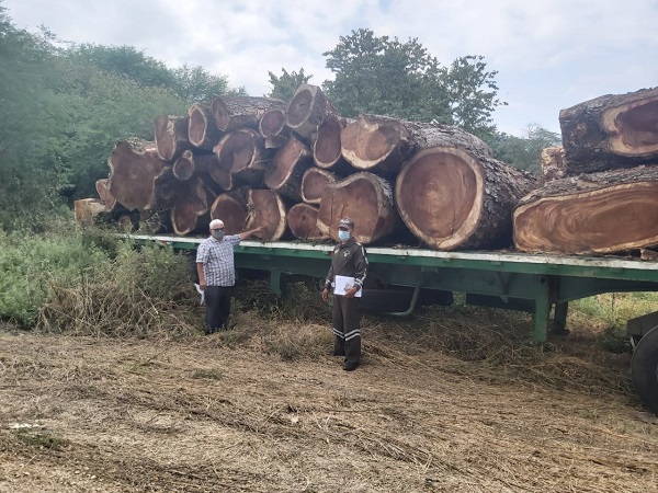 Pandemia no ha frenado deforestación y tala ilegal en Ecuador | Ecología |  La Revista | El Universo