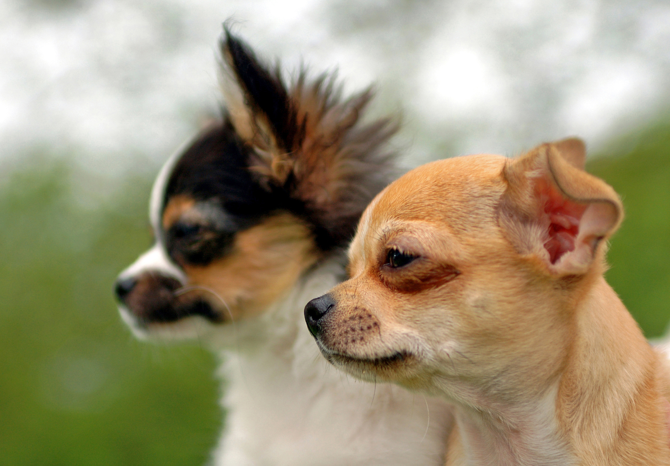 discordia segundo De confianza El chihuahua, un perro pequeño con gran personalidad | Gente |  Entretenimiento | El Universo