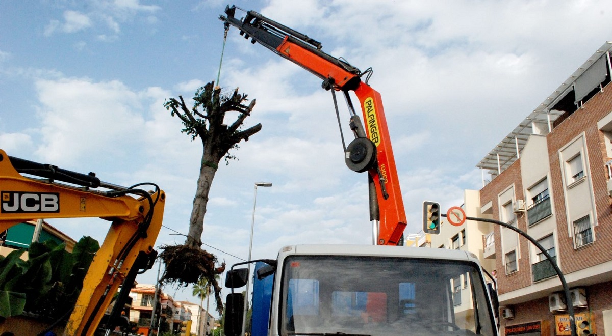 Los beneficios que perdemos cuando se talan árboles porque 'molestan' |  Ecología | La Revista | El Universo