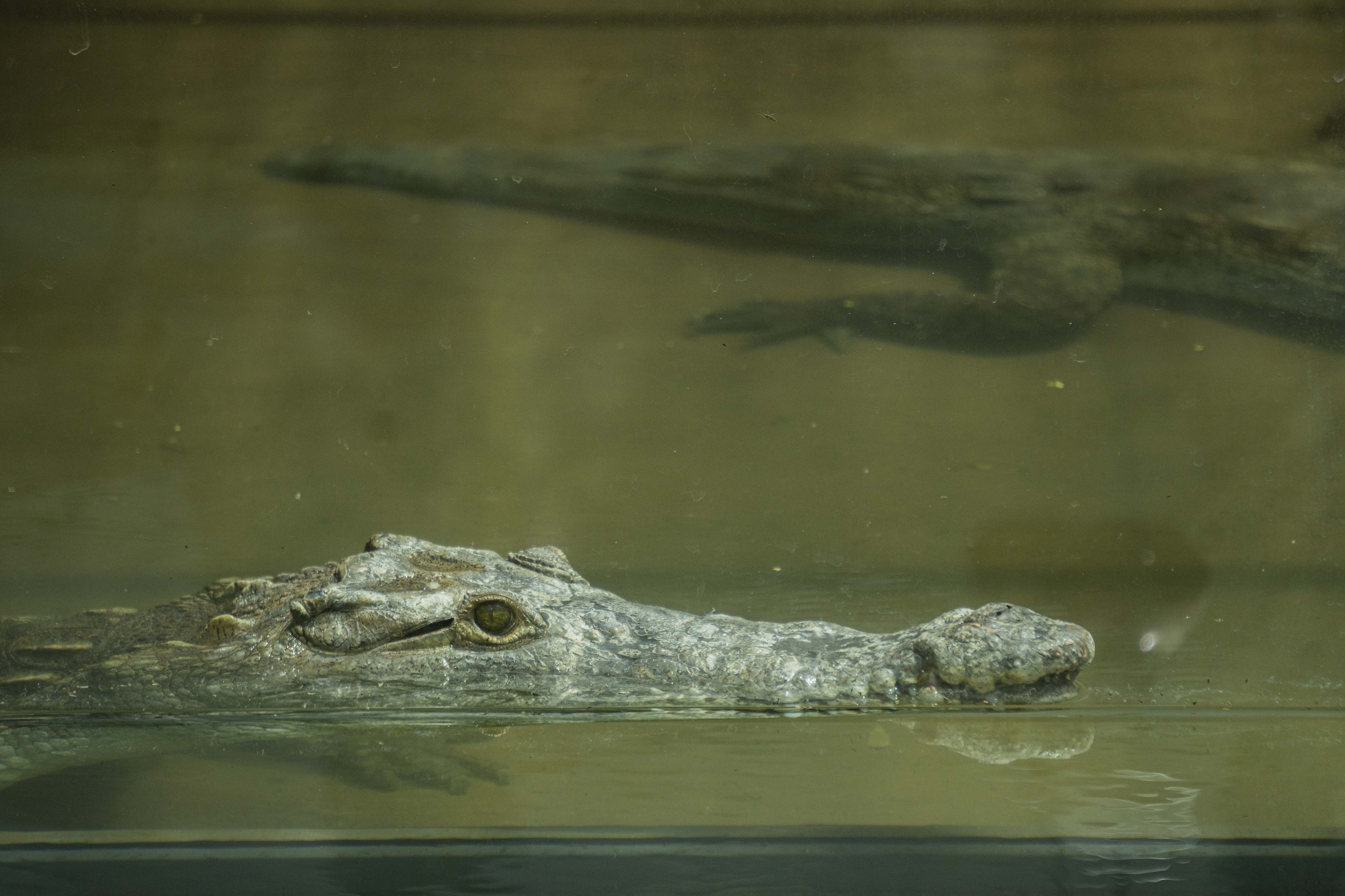 Dos cocodrilos de la Costa fueron trasladados al zoológico de Quito |  Ecología | La Revista | El Universo