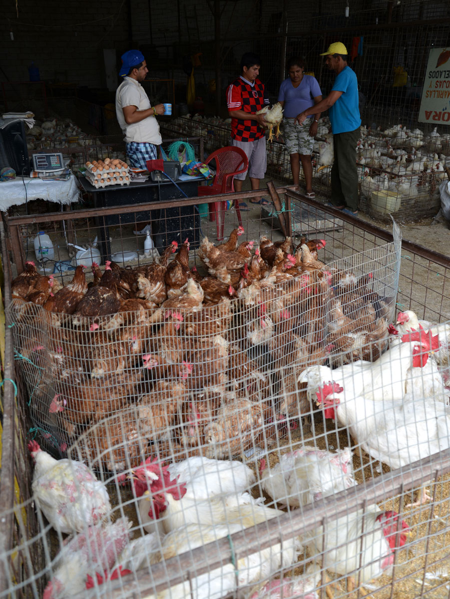 En la Pollera del 14 y medio se vende a $ 0,85 libra de pollo | Comunidad |  Guayaquil | El Universo