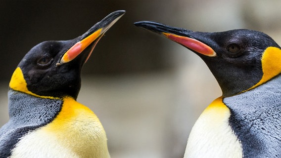 Pingüinos gays son trasladados a zoológico de Hamburgo 