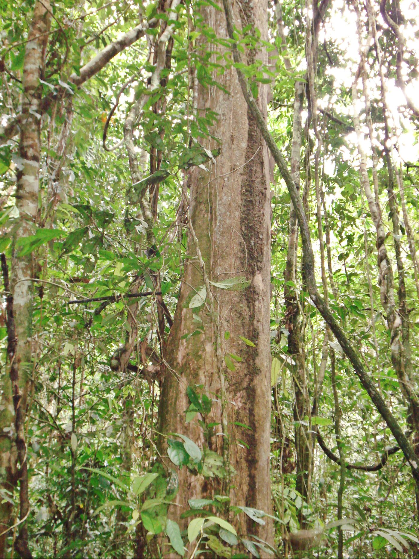 2.296 especies de árboles hay en las tierras bajas de la Amazonía  ecuatoriana | Ecología | La Revista | El Universo