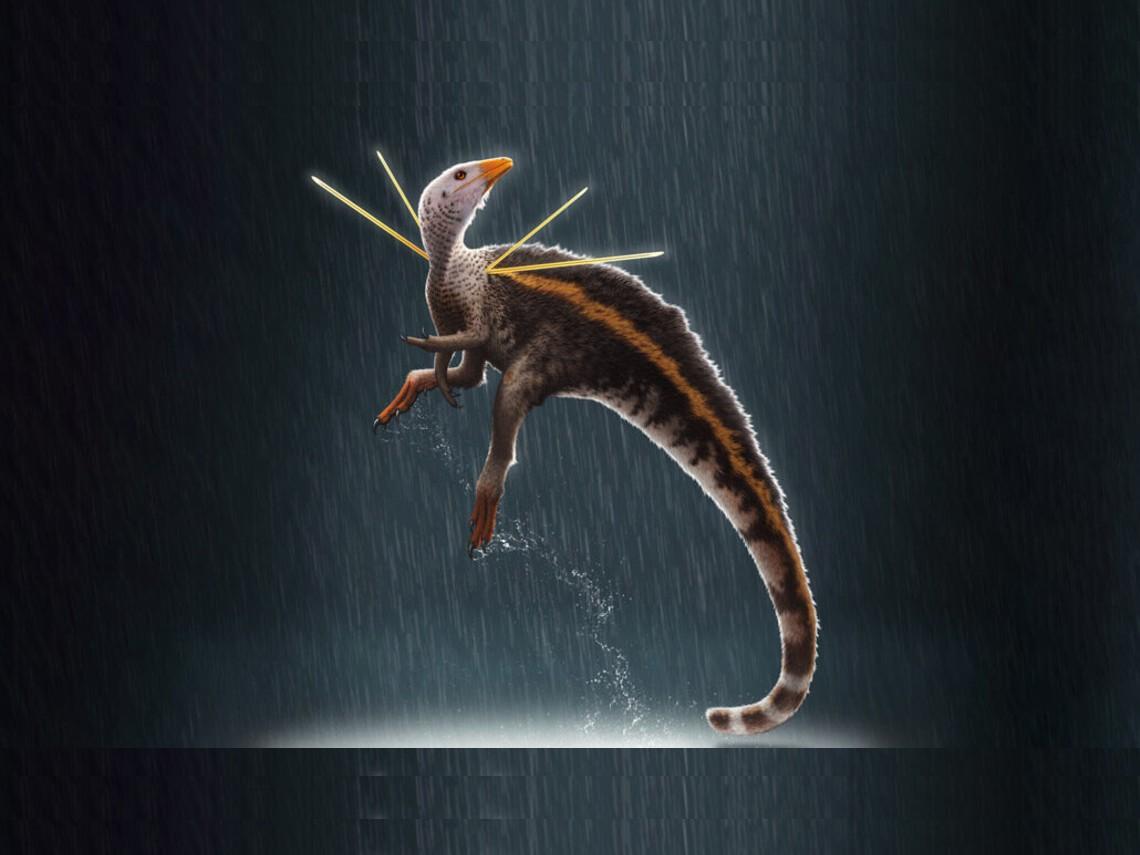 Identifican un dinosaurio con plumas, que sería un antecesor a los pavos reales