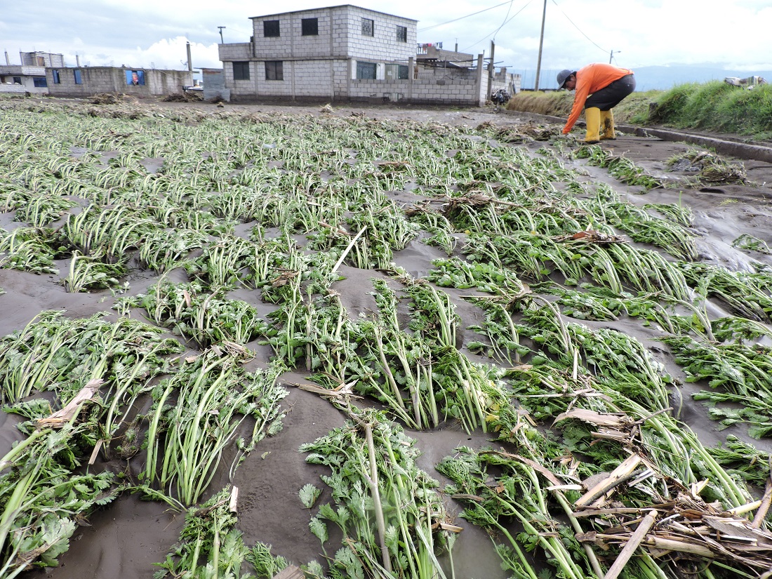 Cultivos destruidos y viviendas inundadas por lluvia en zonas rurales de Ambato | Ecuador | Noticias | El Universo
