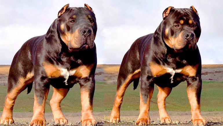 Estas son las razas de perros que fueron creadas por el hombre | Sociedad | La Revista | El Universo
