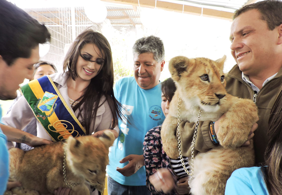 Padrinos, collares y nombres para los dos leones de Baños | Ecuador |  Noticias | El Universo