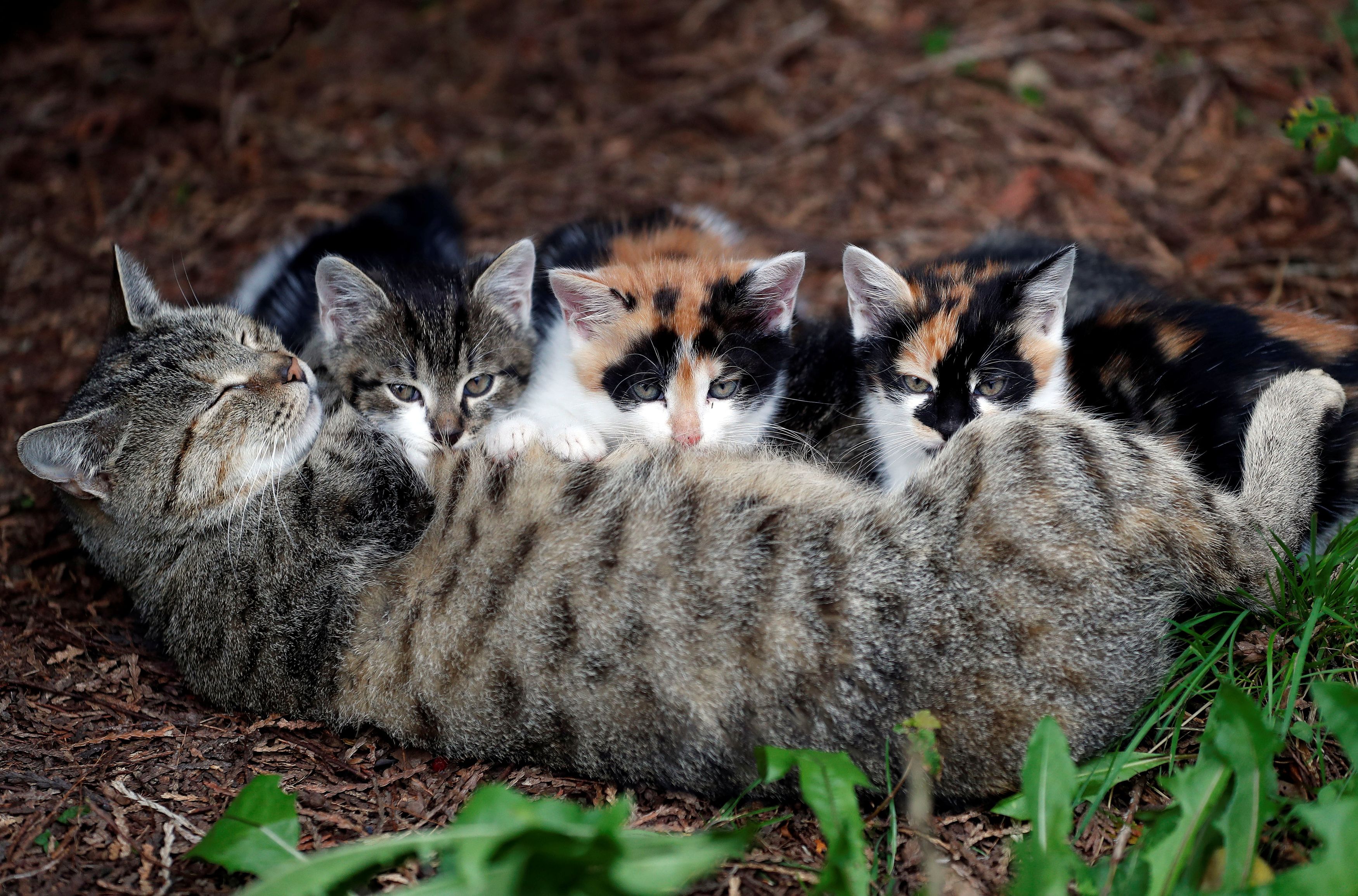 Gatoca: 8 mudanças genéticas nos gatos modernos