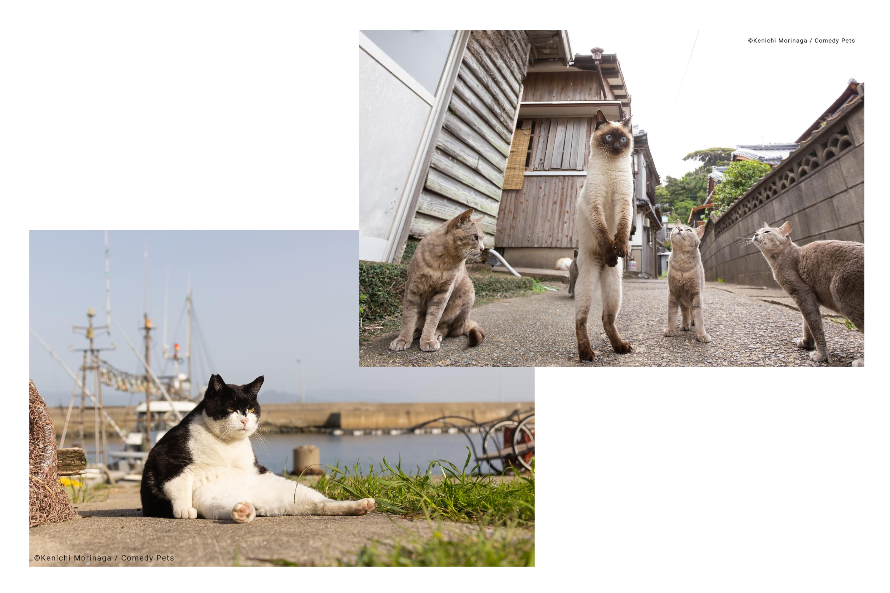 As fotos de pets mais engraçadas: veja finalistas de concurso - Forbes