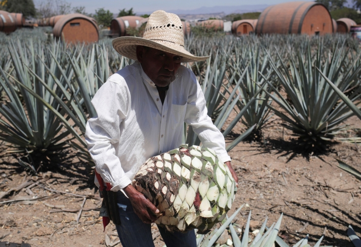 Avila, nova bebida de agave do Mxico,  a tequila que no  tequila -  Estado