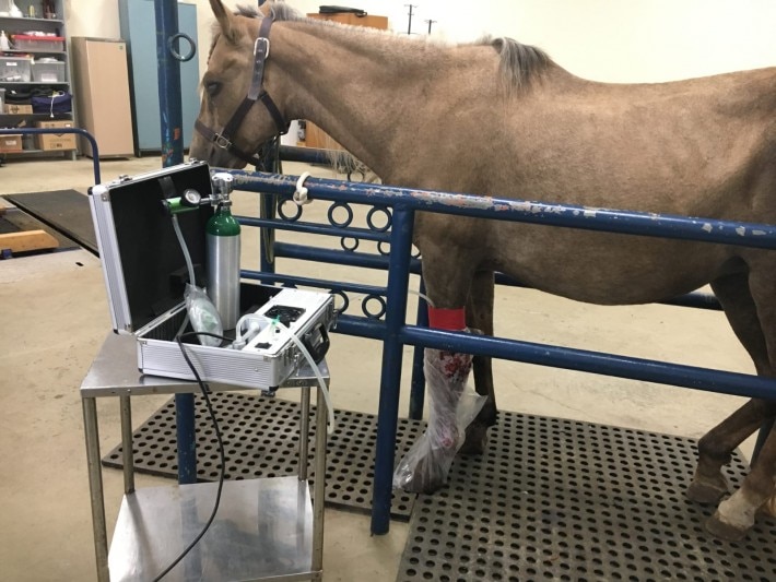 CURSO INICIAL DE OZONIOTERAPIA VETERINÁRIA EM EQUINOS