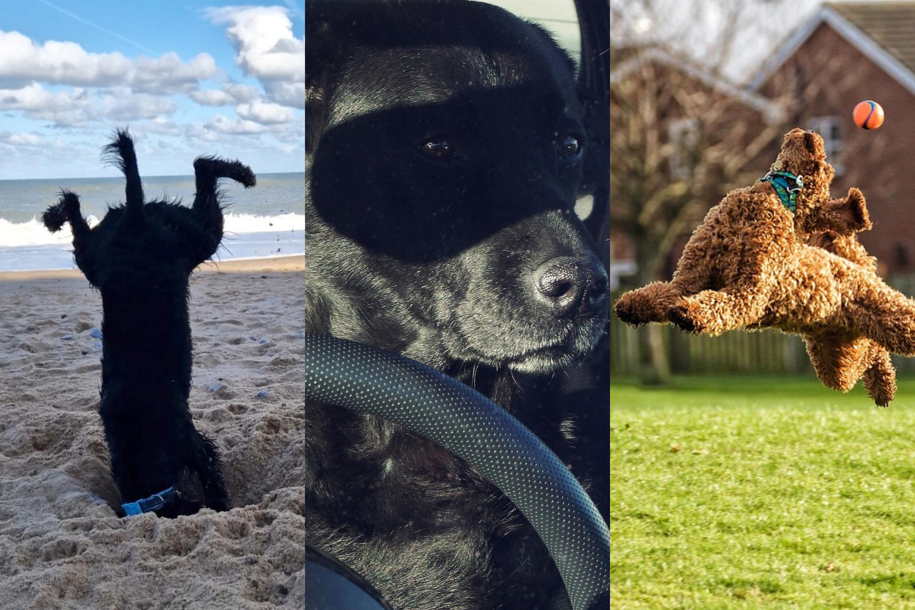 As fotos de pets mais engraçadas: veja finalistas de concurso - Forbes