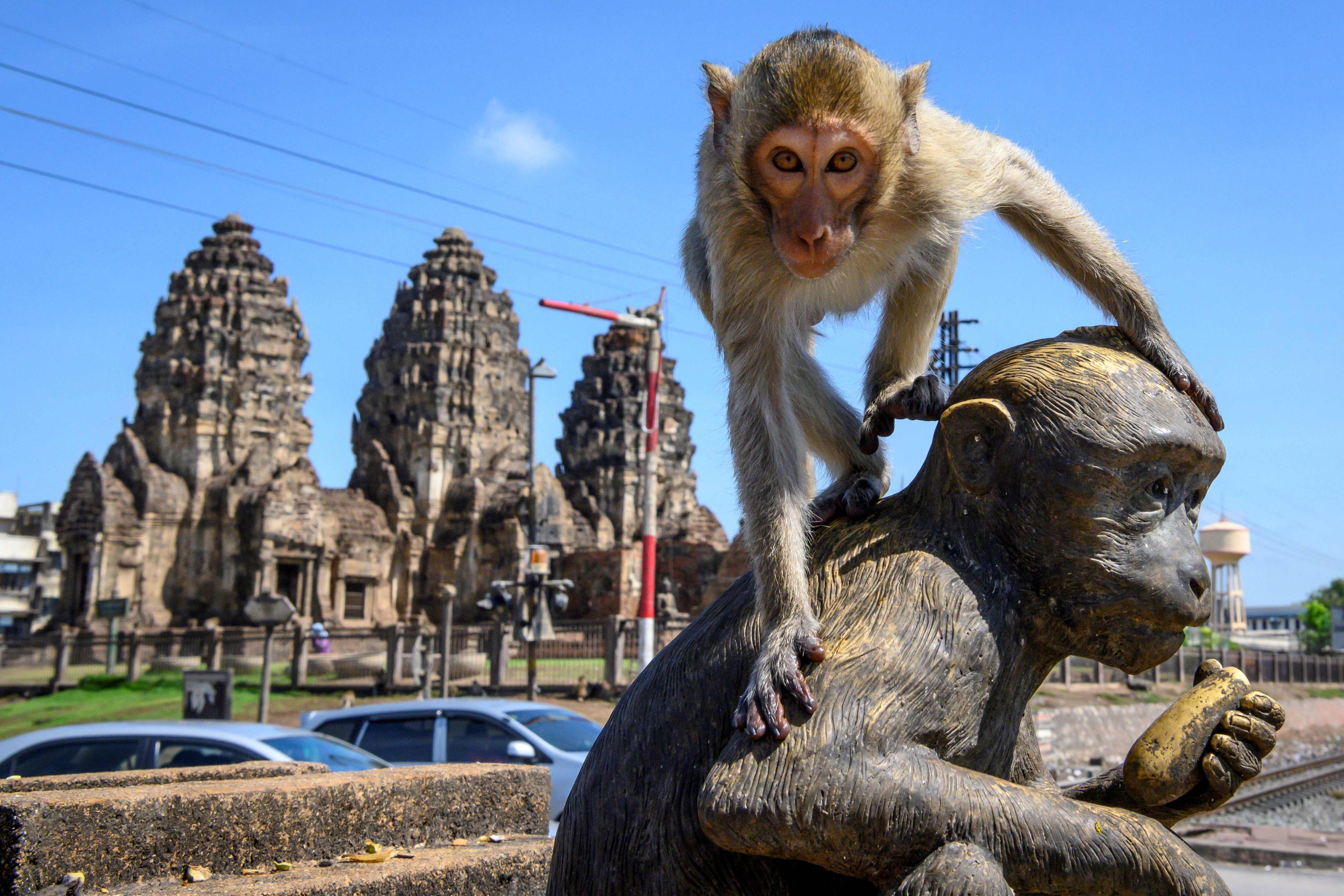 macacos fofos vivem nos templos da tailândia. 15935604 Foto de stock no  Vecteezy