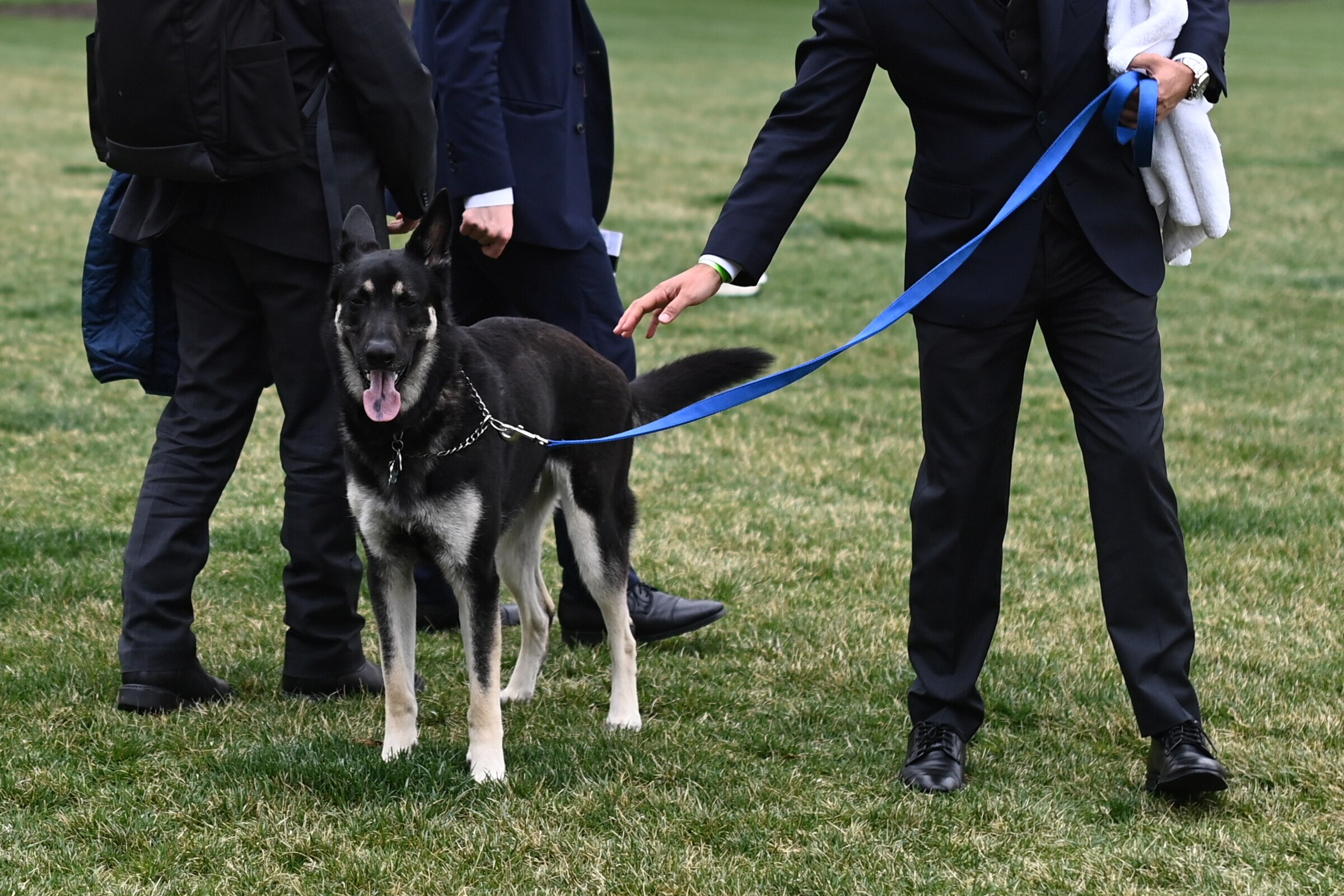 Conheça Commander, novo cachorro pastor alemão de Joe Biden