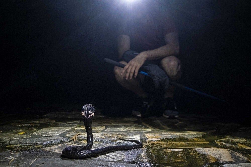 Vídeo que mostra impressionante contraste de cobra azul venenosa se torna  viral nas redes sociais – Metro World News Brasil