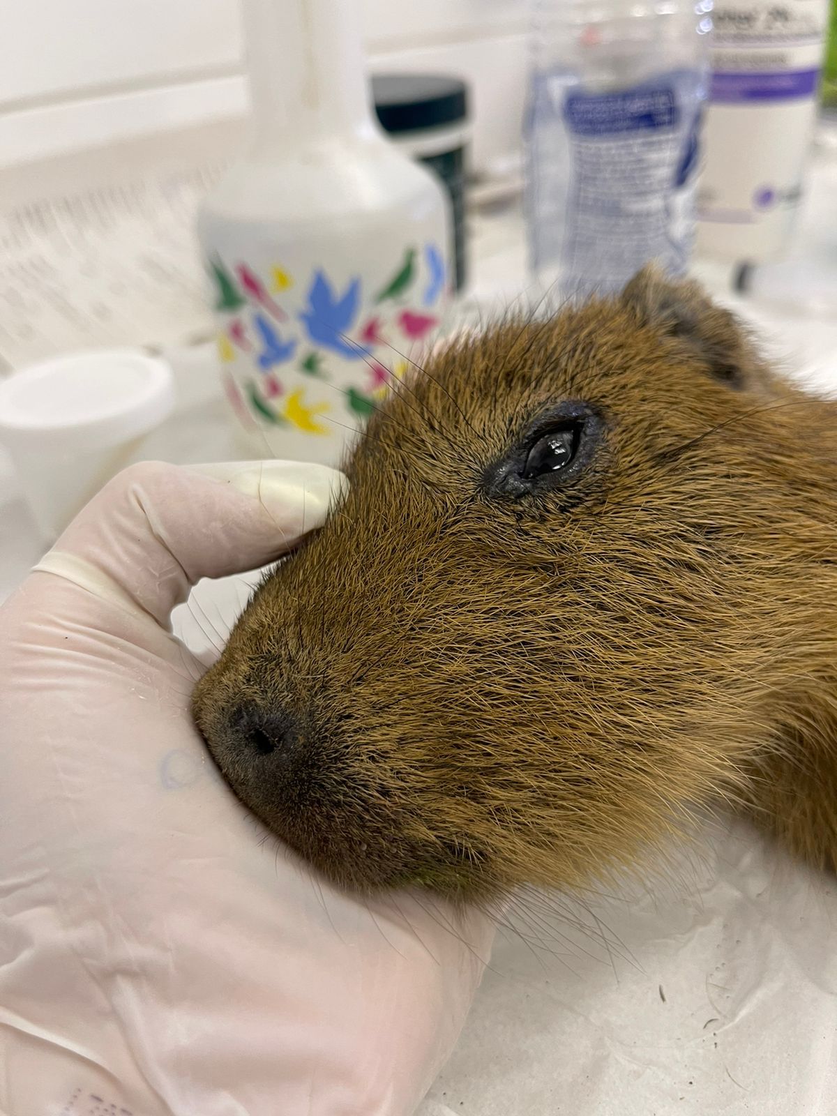 Influenciador consegue guarda provisória da Capivara Filó; entenda a disputa