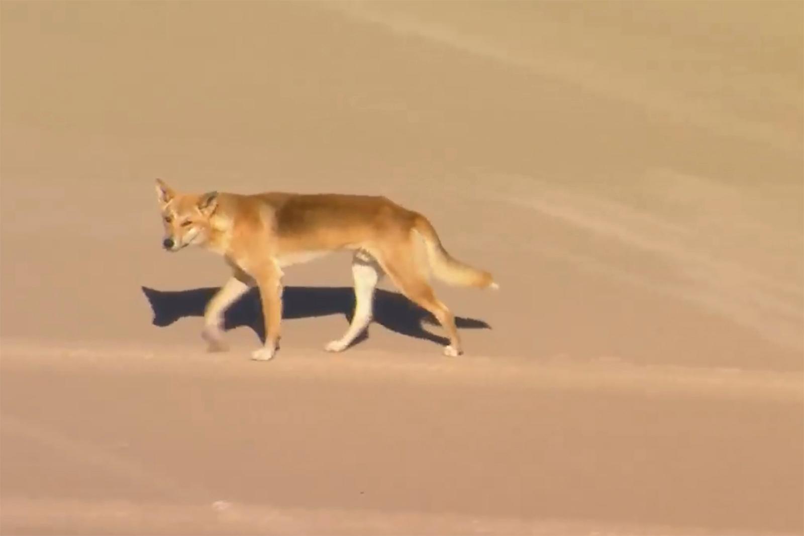 Dingo: você conhece o cão selvagem da Austrália?