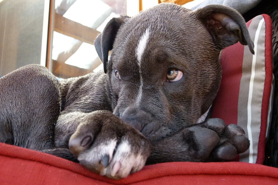 Cachorro Pitbull - Grande Belo Horizonte, Minas Gerais