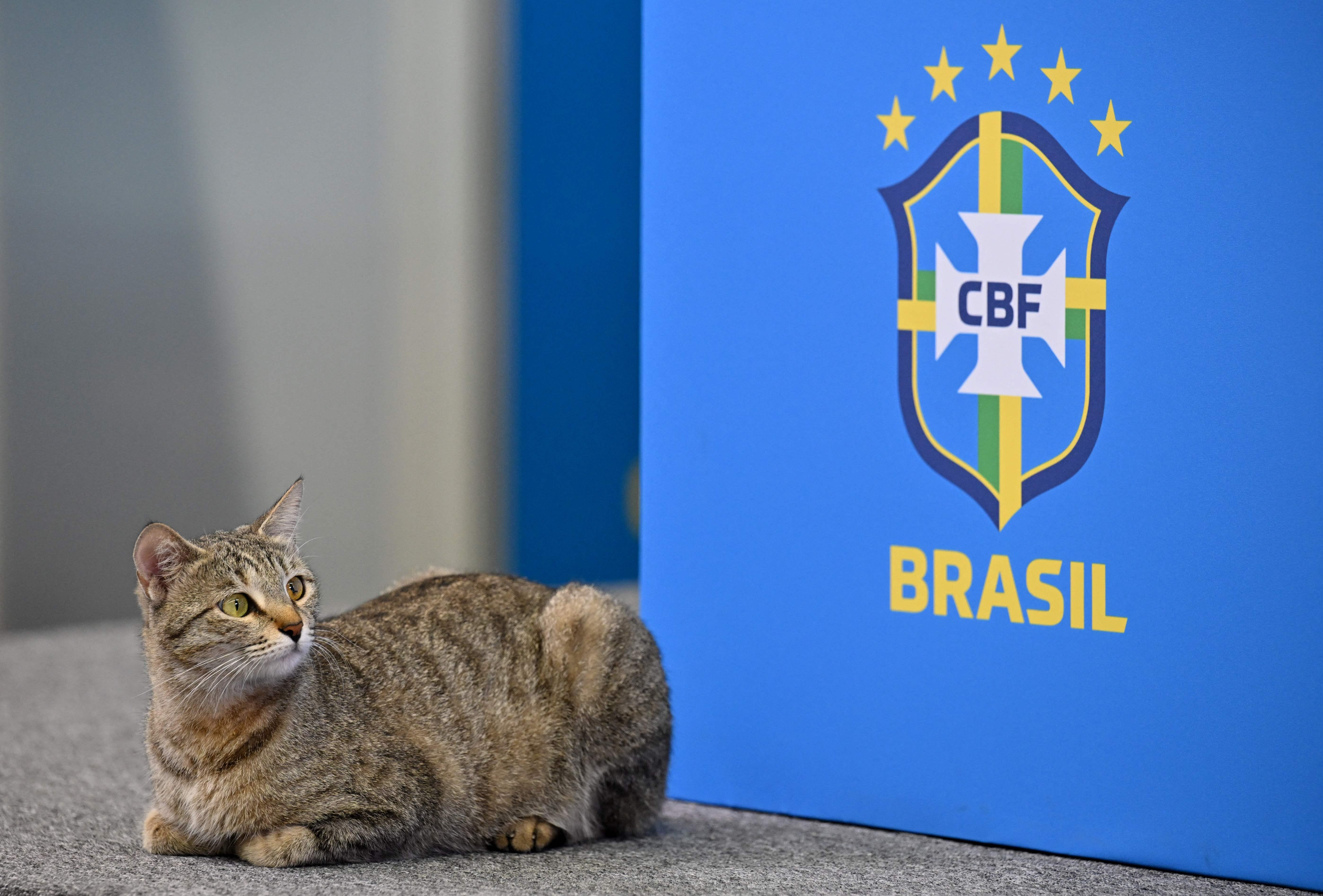 Mascote da Olimpíada é um gato e pode se chamar Vinicius - Estadão