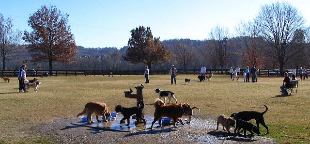 cachorros-no-parque - Matemática