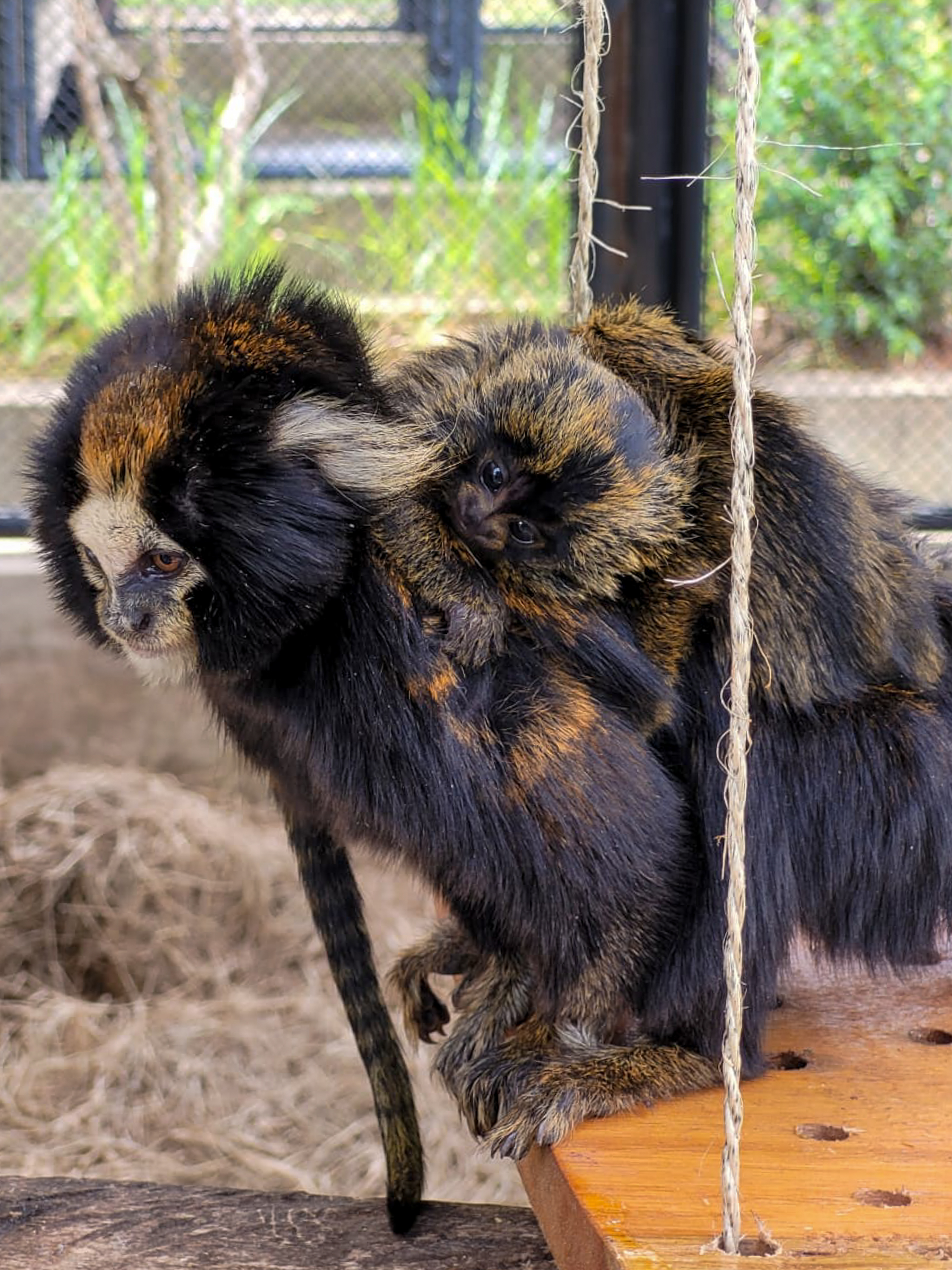 Macaco sagui: saiba como criar a espécie no Brasil