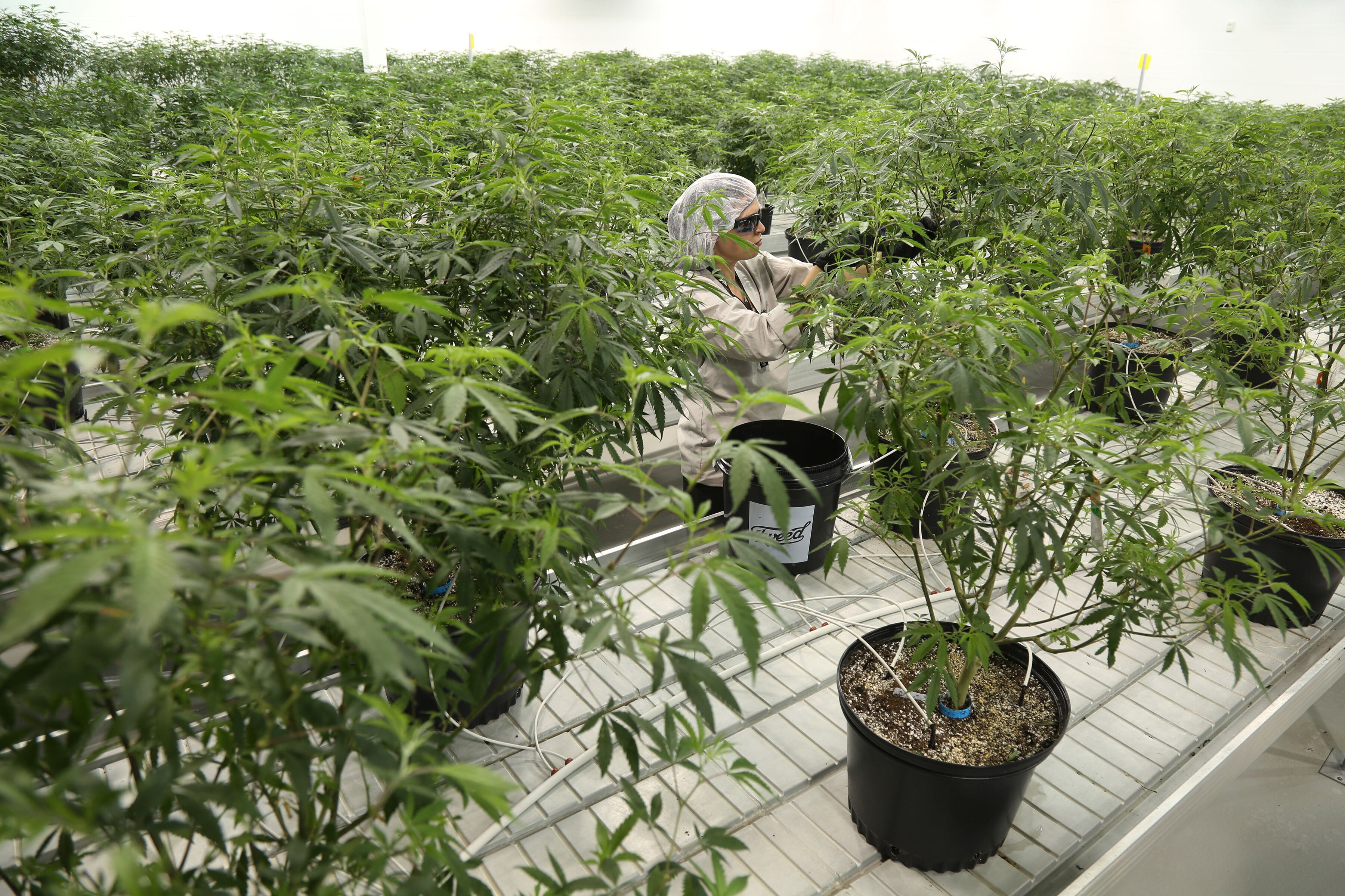 Anvisa libera venda de rem&eacute;dio &agrave; base de maconha em farm&aacute;cias no Brasil,  mas veta cultivo - Estad&atilde;o