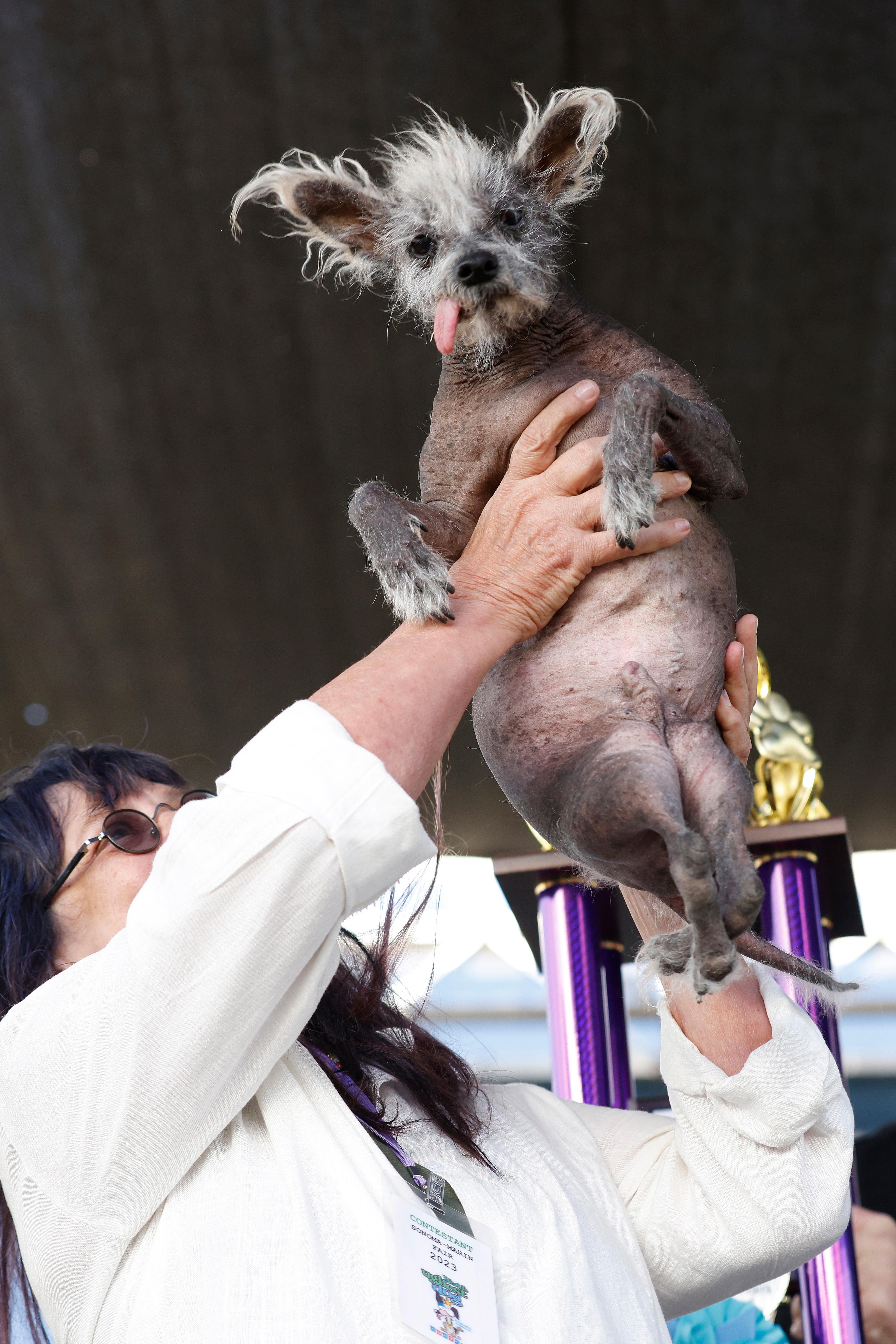 Competição do cachorro mais feio do mundo está com inscrições
