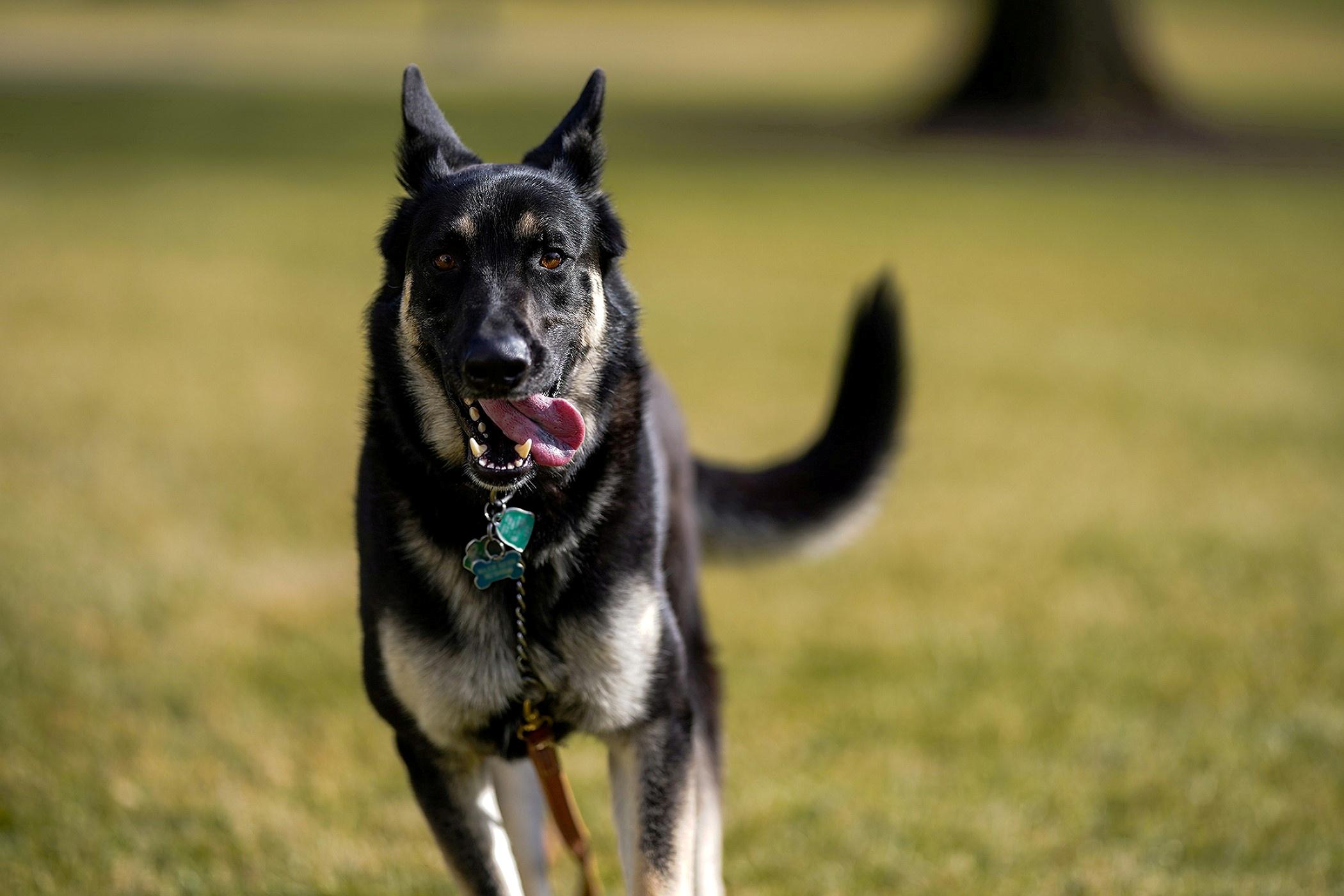 Cachorro de Biden morde agente do serviço secreto dos EUA