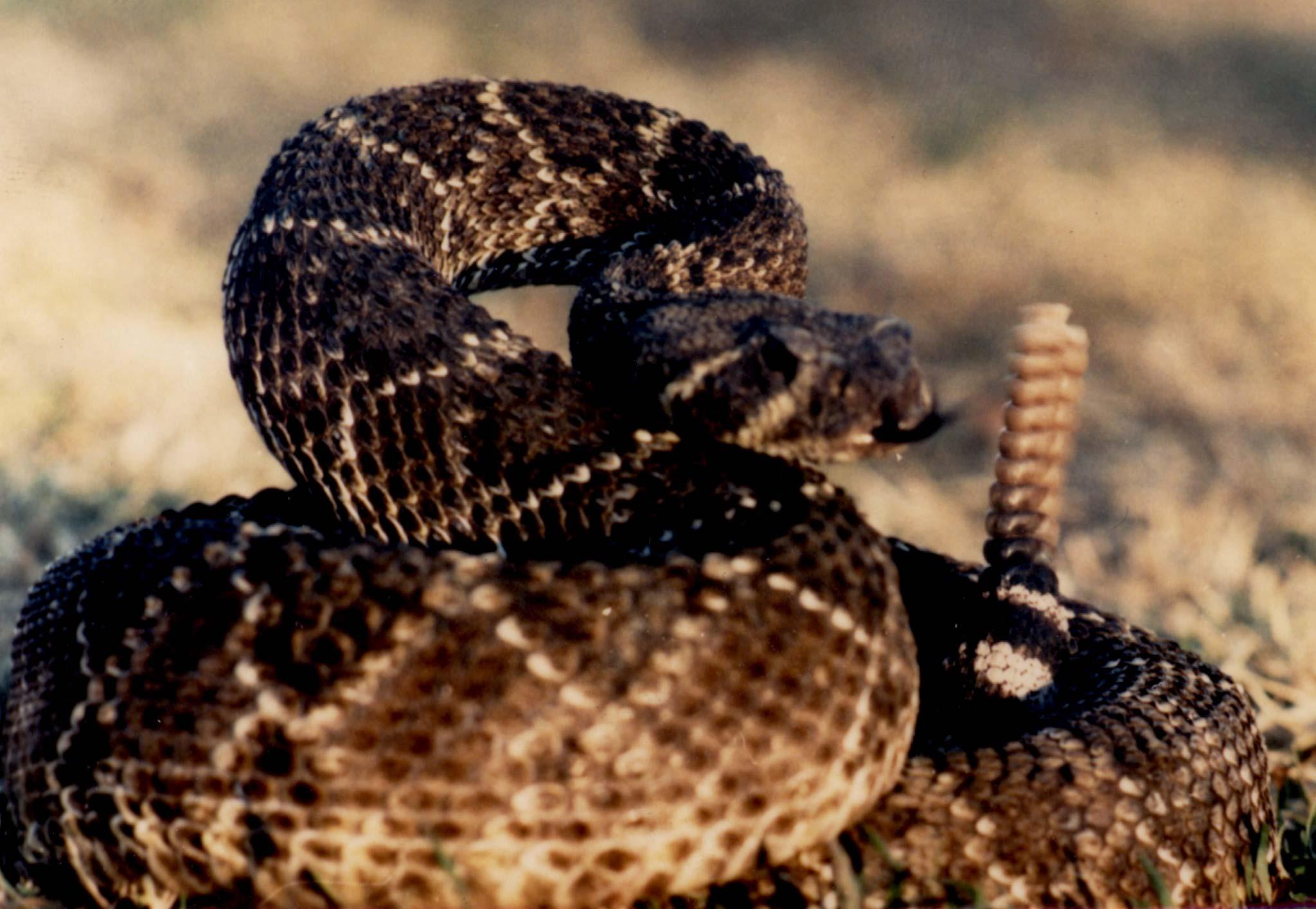 O 'canto' da serpente? Cientistas registram, pela 1ª vez na América Latina,  som emitido por cobra