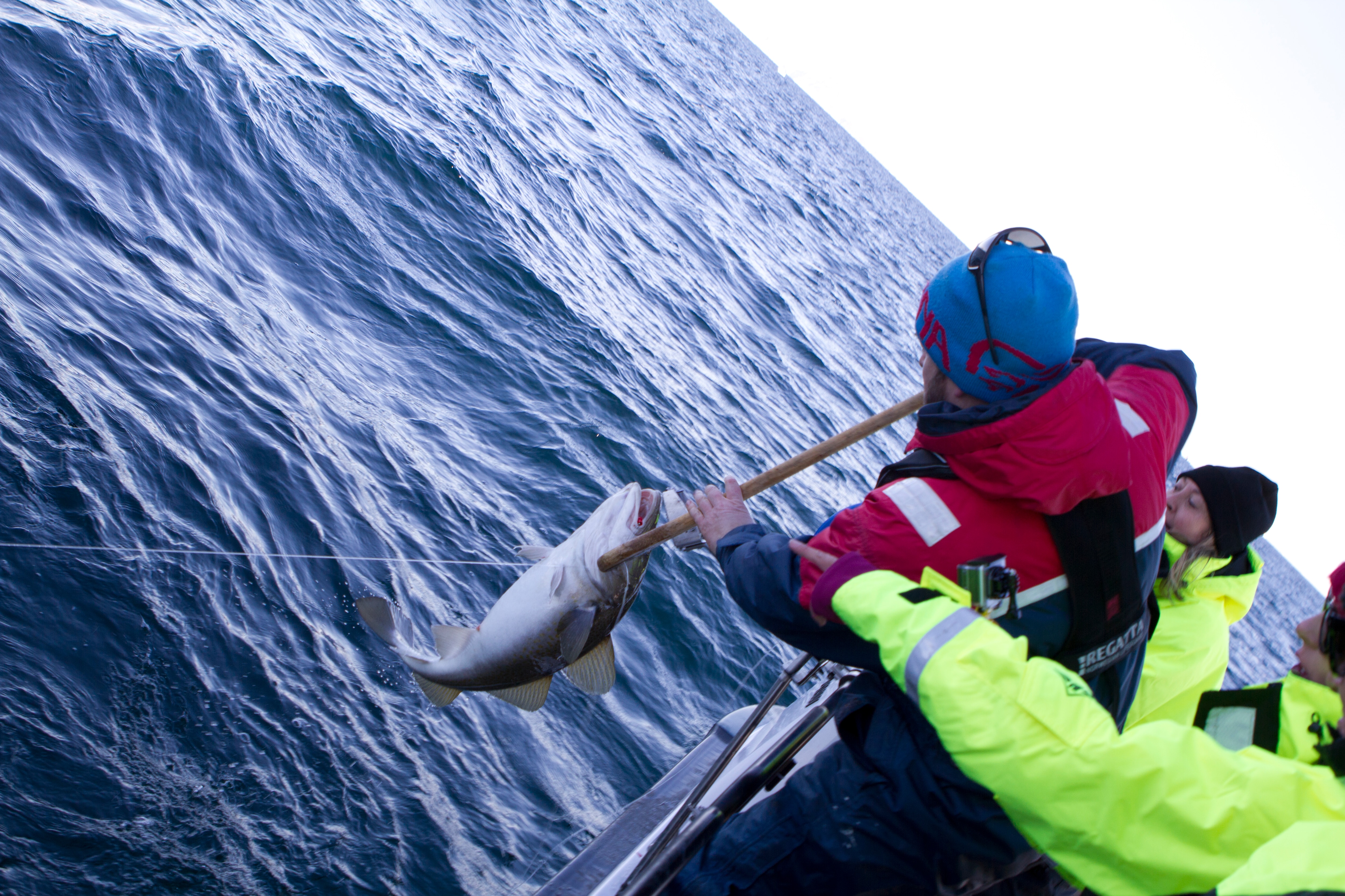 Afinal, o que é bacalhau? Fomos até a Noruega descobrir - Estadão